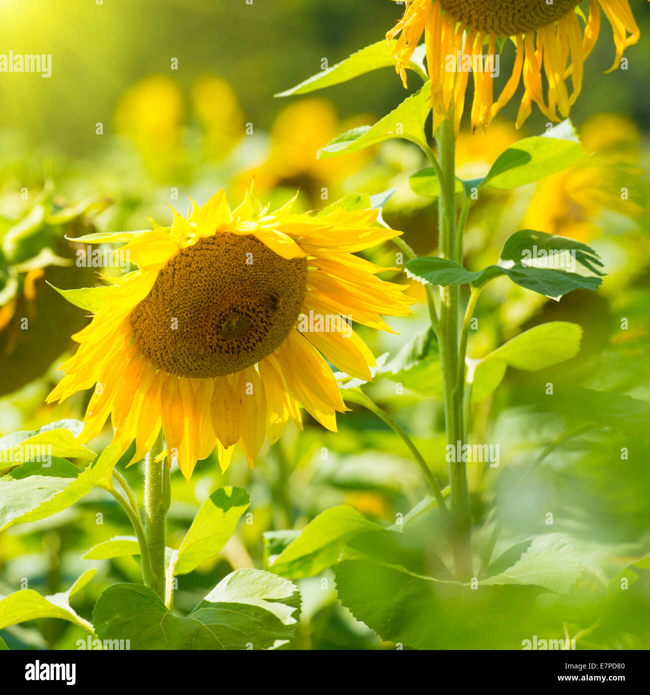 Field of yellow sunflowers with green leaves under blue sunny sky Stock ...