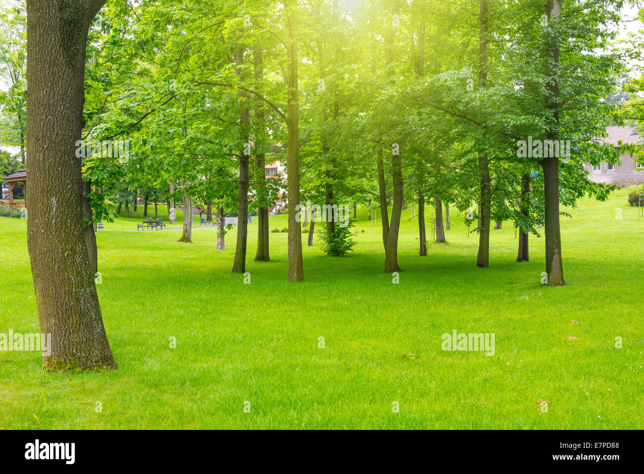 Green lawn with trees in park under sunny light Stock Photo - Alamy