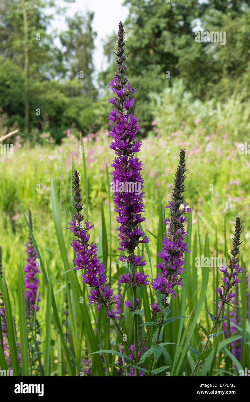 Lythrum Purple Loosestrife Flower Spikes Lythrum Salicaria in Marshy Ground at ...