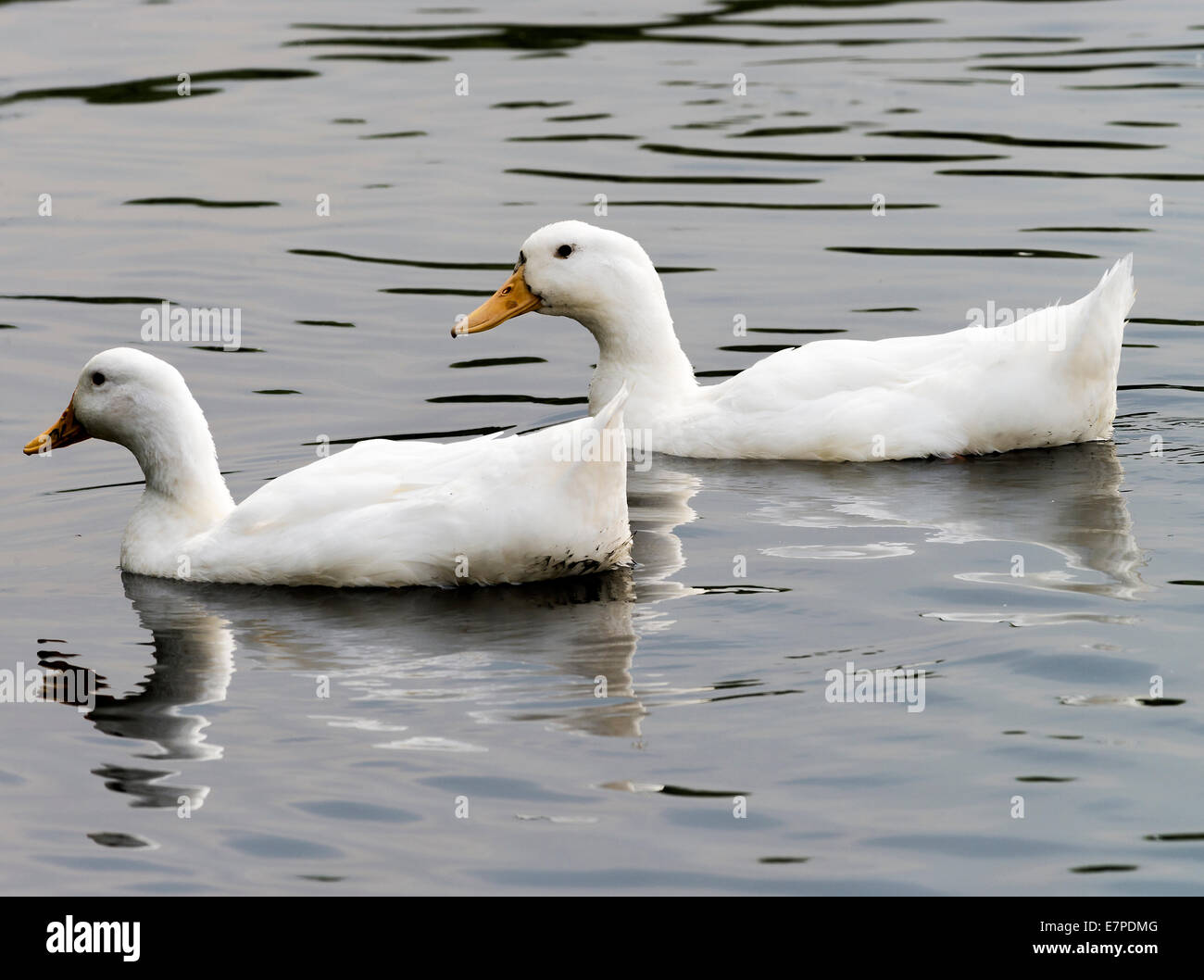 White Domesticated Ducks Swimming on a Lake at Fairburn Ings near Castleford West Yorkshire England United Kingdom UK Stock Photo