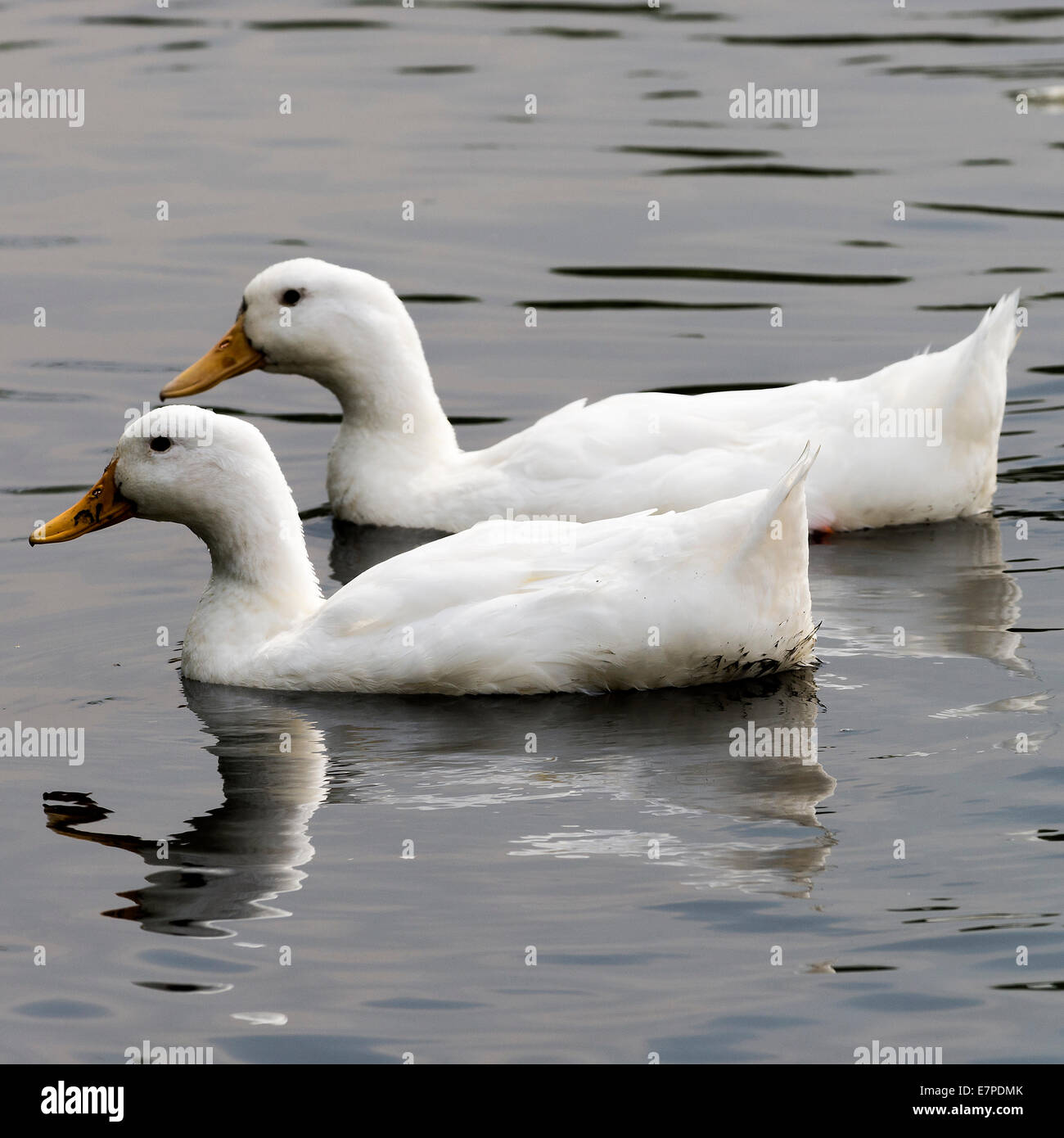 White Domesticated Ducks Swimming on a Lake at Fairburn Ings near Castleford West Yorkshire England United Kingdom UK Stock Photo