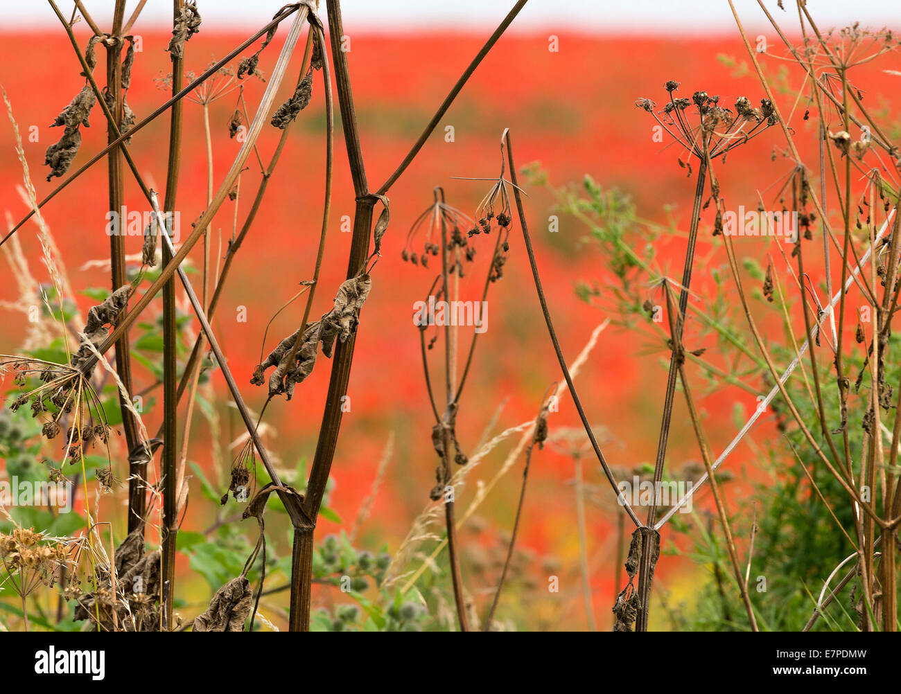 Closeup of Roadside Weeds with a Field of Bright Red Common Poppies in the Background near Fairburn Ings Yorkshire England UK Stock Photo