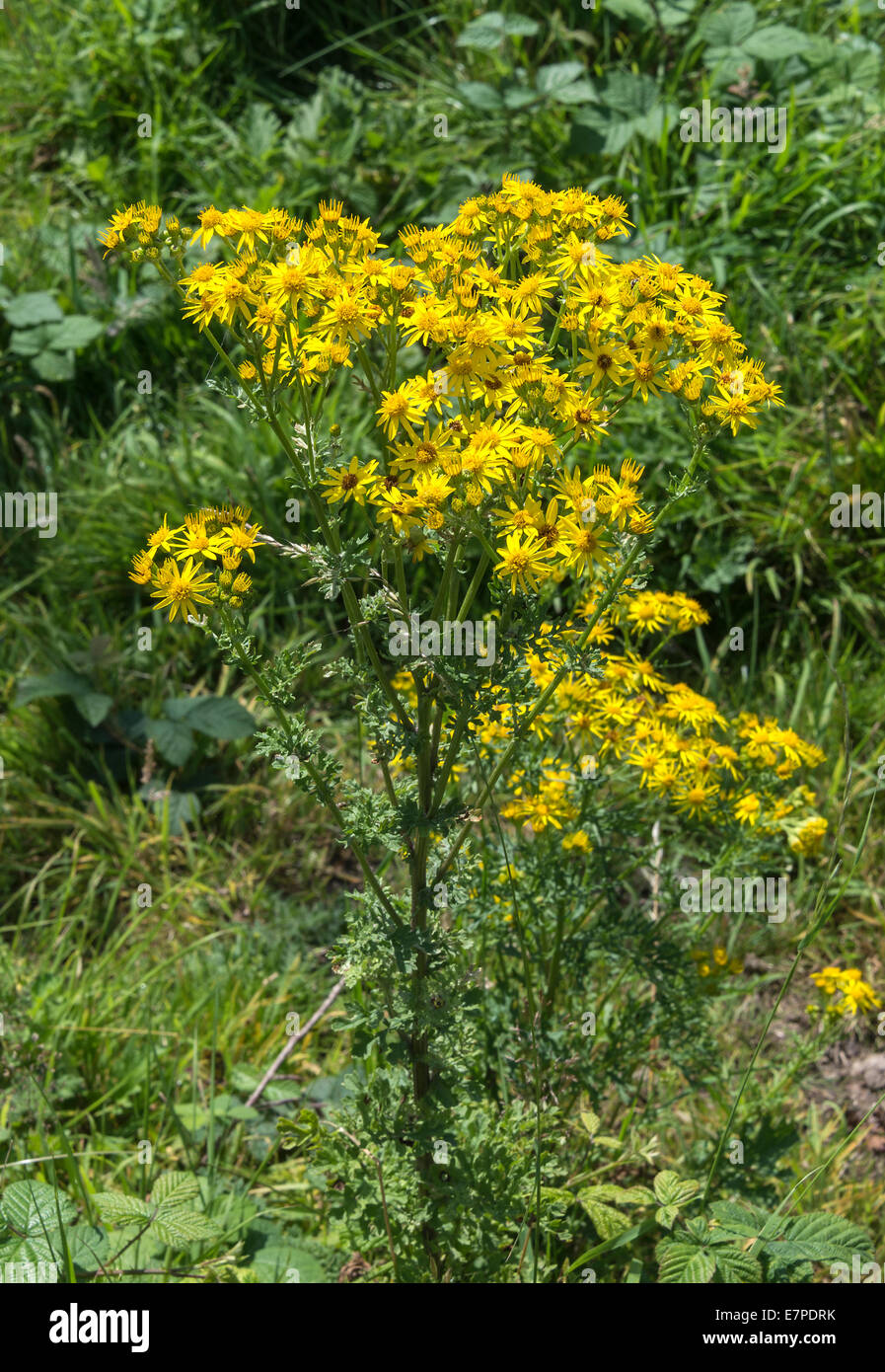 Clusters of Yellow Ragwort Flowers on the Bank of the Trent and Mersey Canal at Rode Heath Cheshire England UK Stock Photo