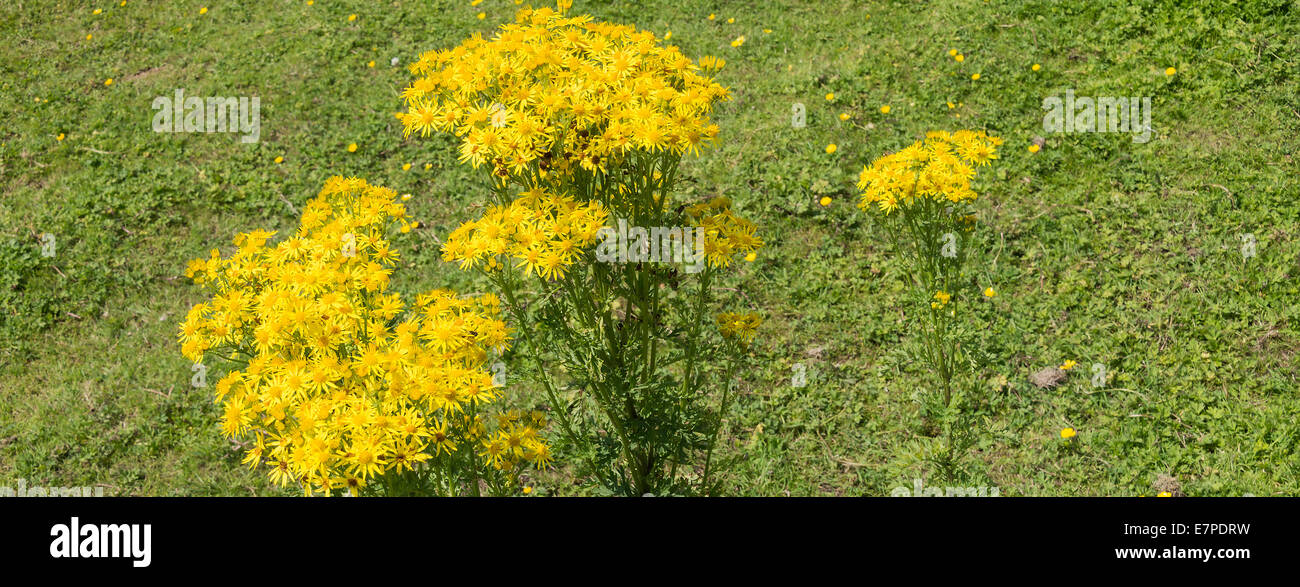 Clusters of Yellow Ragwort Flowers on the Bank of the Trent and Mersey Canal at Rode Heath Cheshire England UK Stock Photo