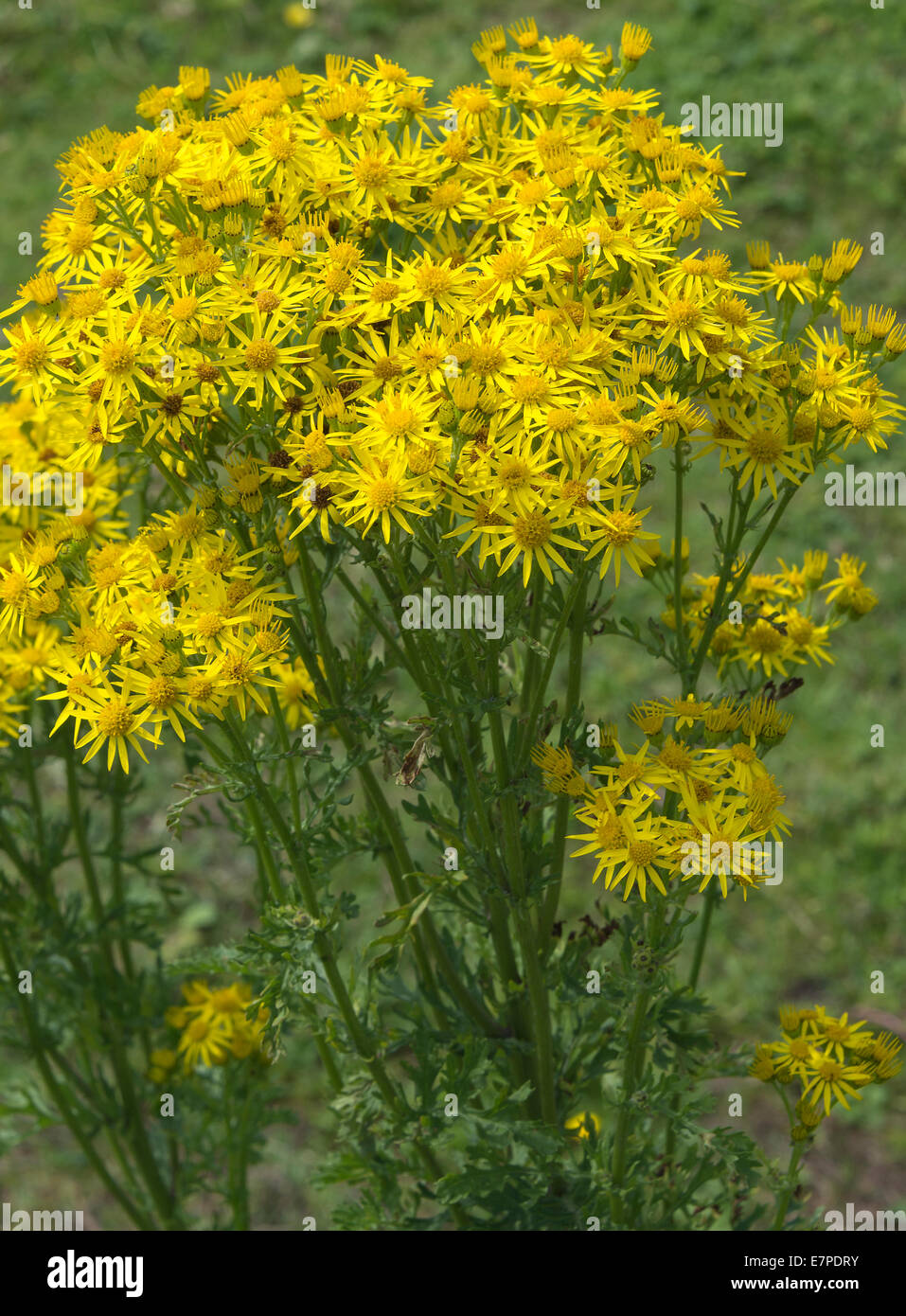 Clusters of Yellow Ragwort Flowers on the Bank of the Trent and Mersey Canal at Rode Heath Cheshire England UK Stock Photo