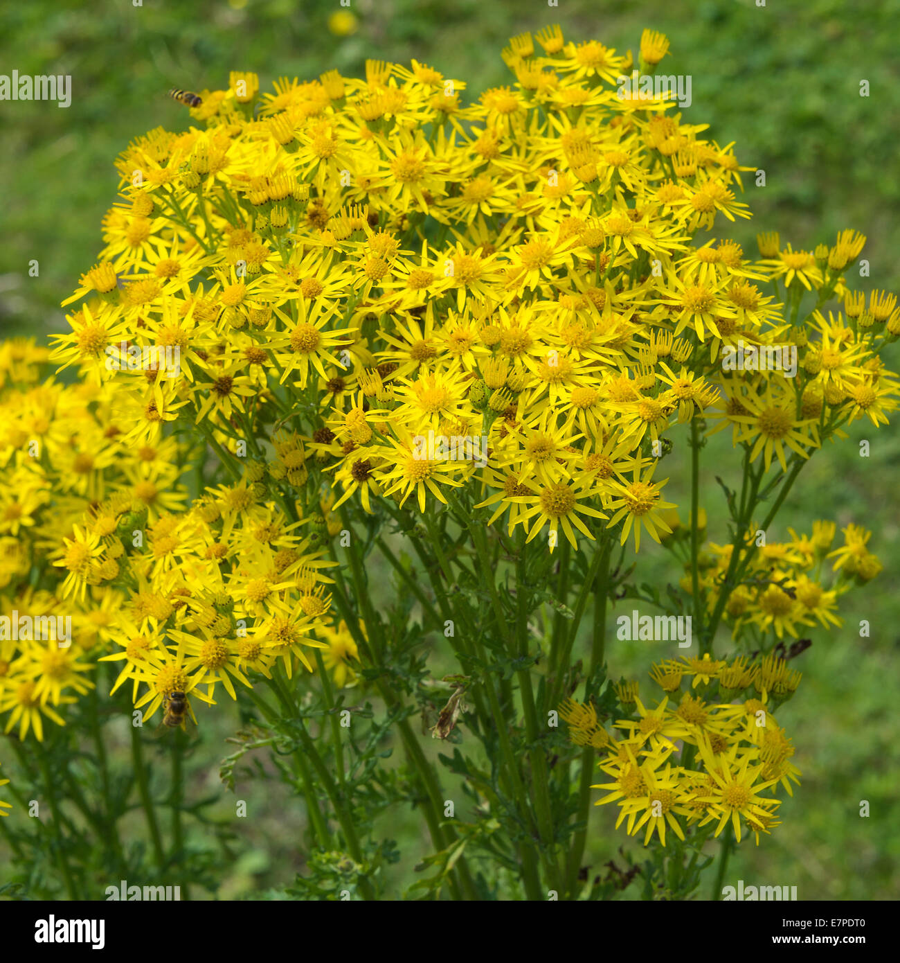 Clusters of Yellow Ragwort Flowers on the Bank of the Trent and Mersey Canal at Rode Heath Cheshire England UK Stock Photo