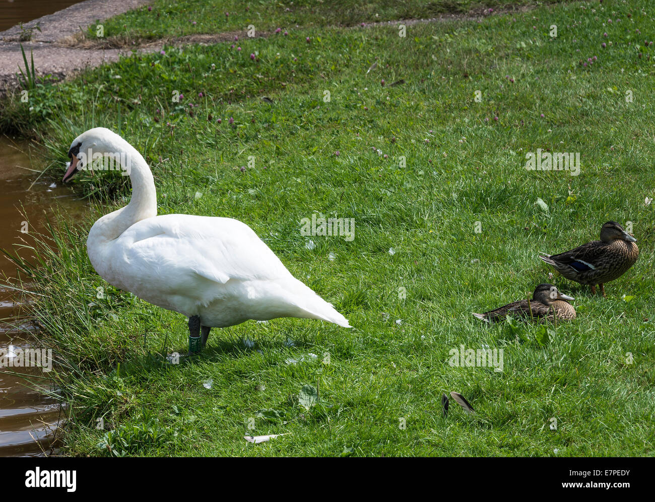 A Female Mute Swan and Two Mallard Ducks by the Trent and Mersey Canal at Rode Heath Cheshire England United Kingdom UK Stock Photo