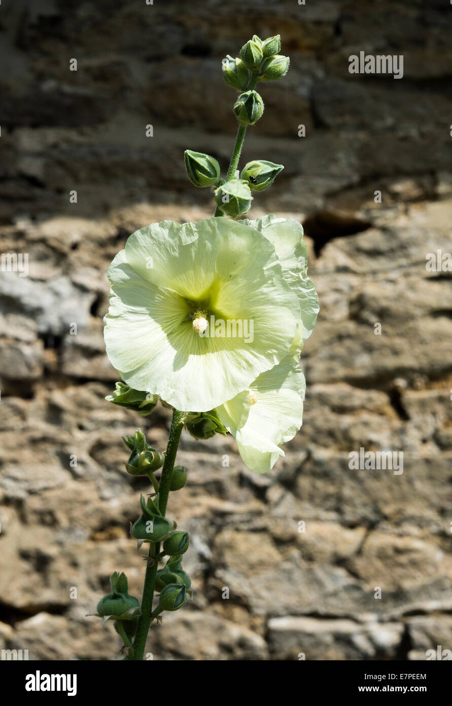 Creamy Yellow Hollyhock Flowers in Bloom in an Oxfordshire Garden England United Kingdom UK Stock Photo