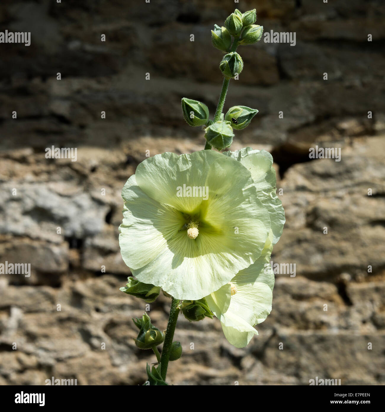 Creamy Yellow Hollyhock Flowers in Bloom in an Oxfordshire Garden England United Kingdom UK Stock Photo