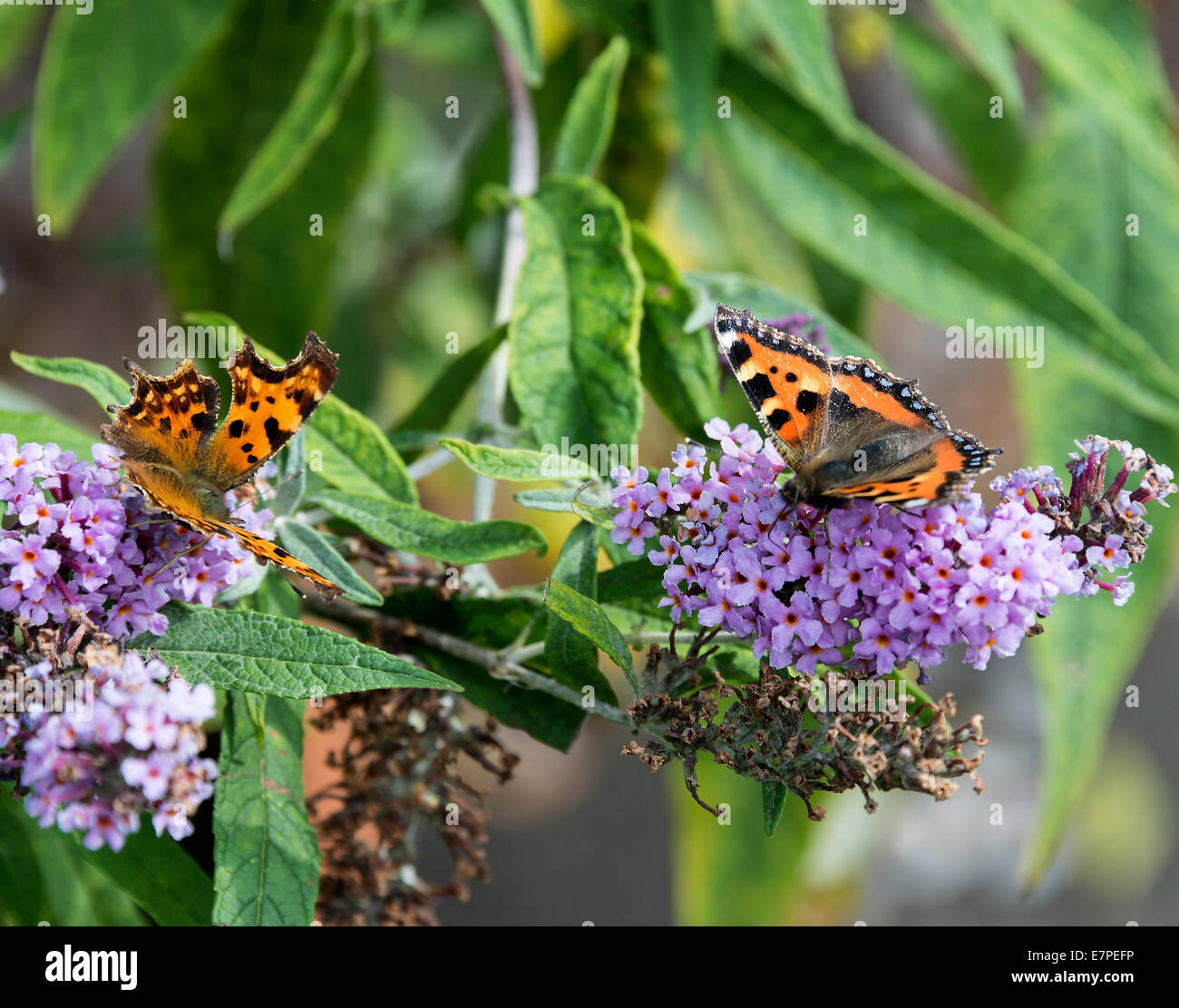 Hibernating butterflies hires stock photography and images Alamy