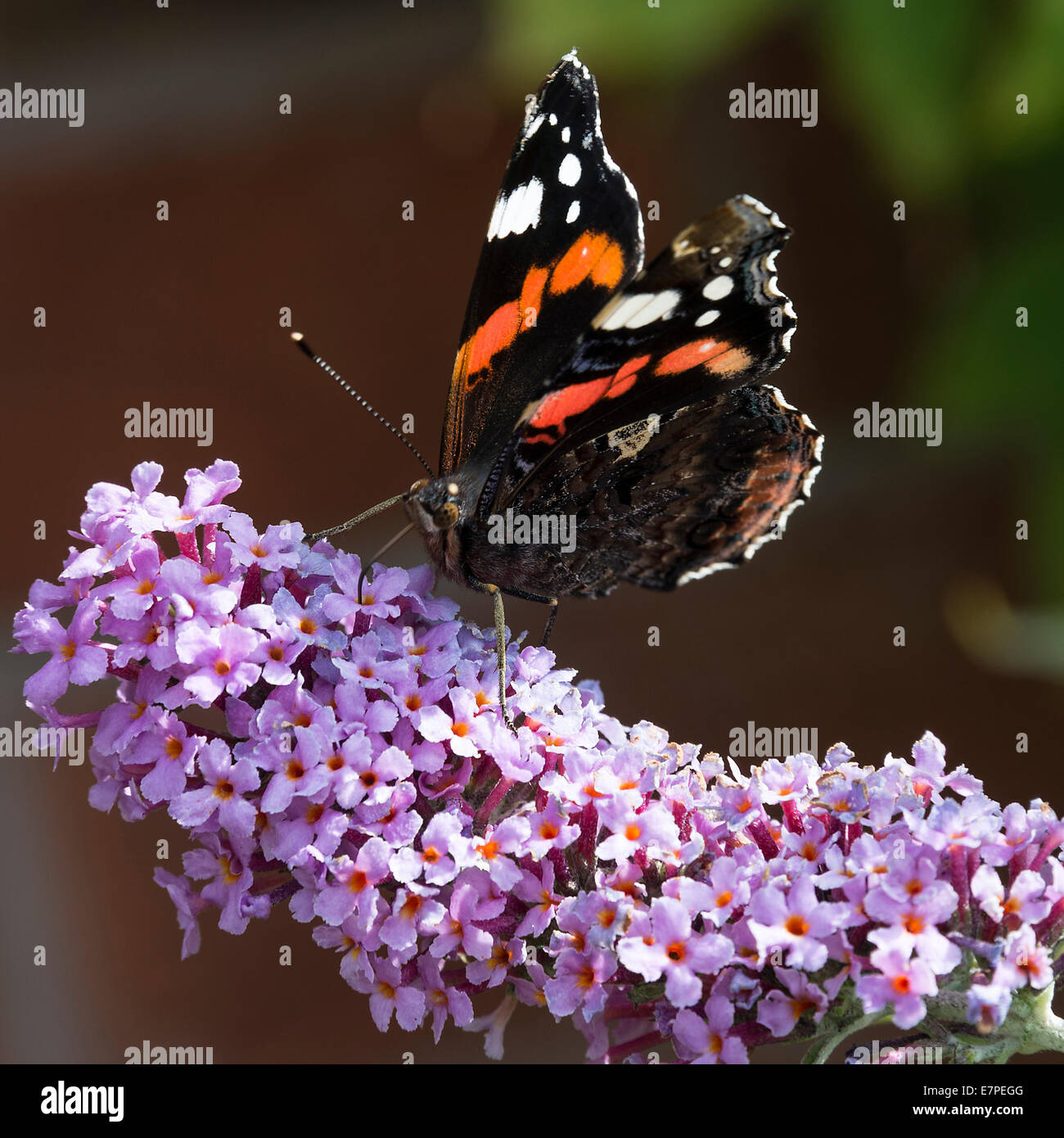 A Red Admiral Butterfly Feeding on a Purple Buddleja Flower in a Cheshire Garden England United Kingdom UK Stock Photo