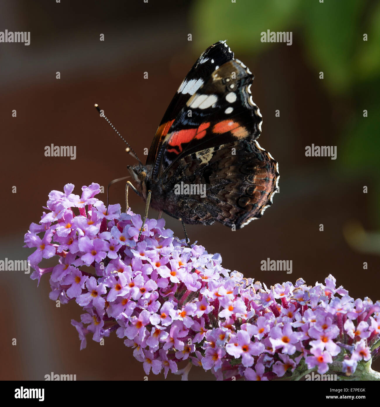 A Red Admiral Butterfly Feeding on a Purple Buddleja Flower in a Cheshire Garden England United Kingdom UK Stock Photo