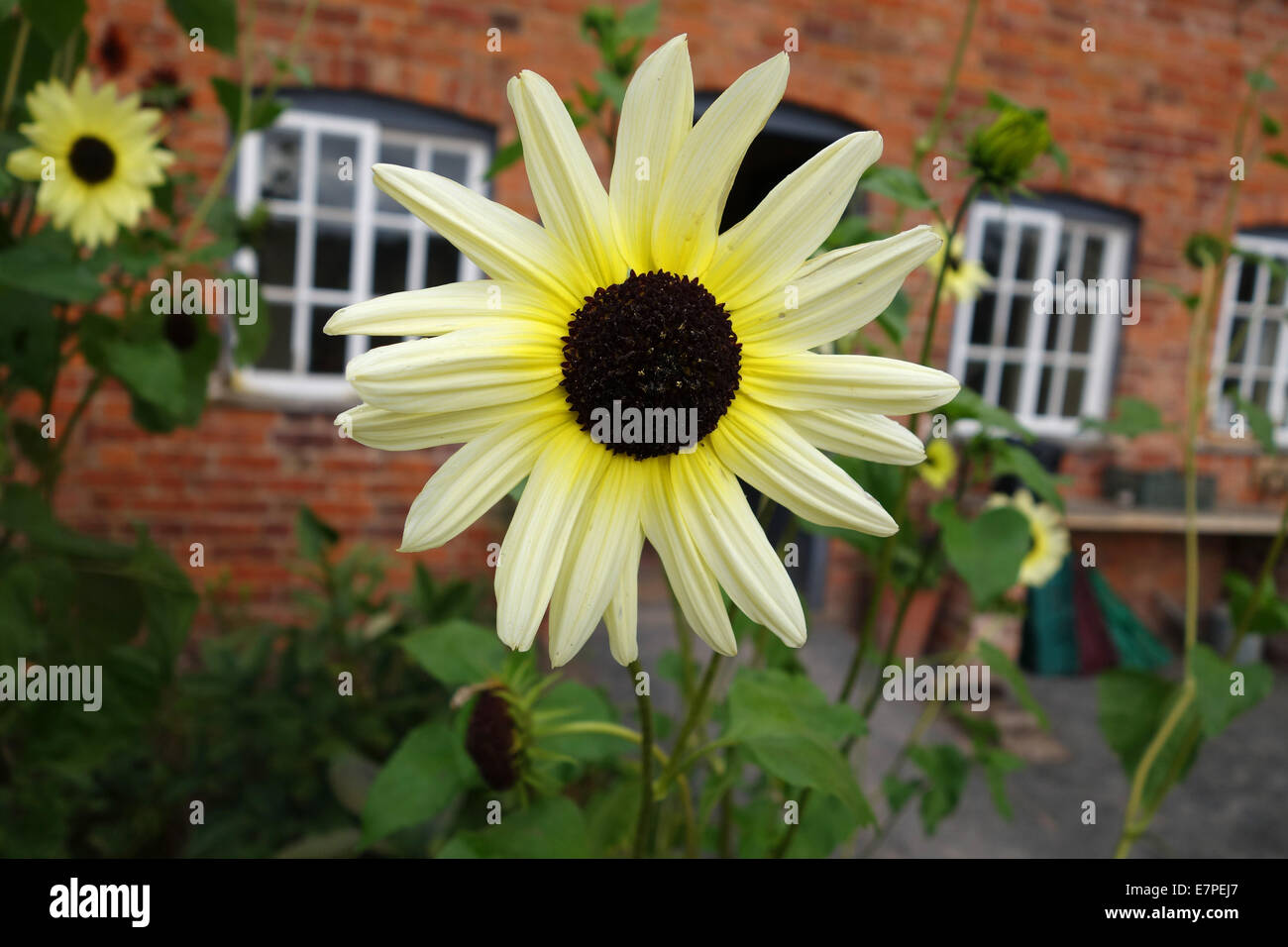 Sunflower Vanilla Ice Helianthus debilis uk Stock Photo