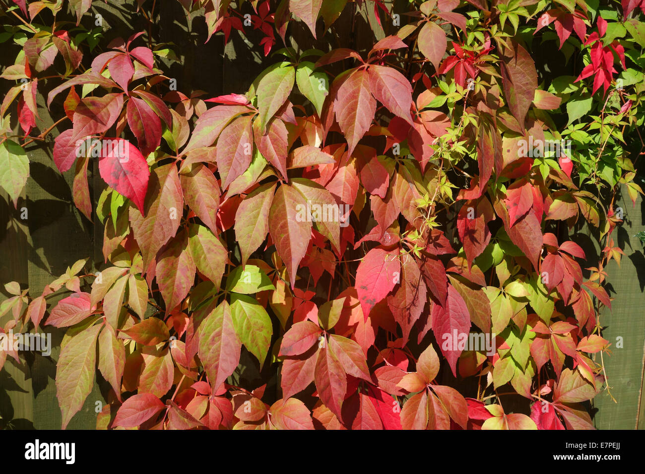 Virginia creeper or Parthenocissus quinquefolia turning red autumn colours colour leaves Stock Photo