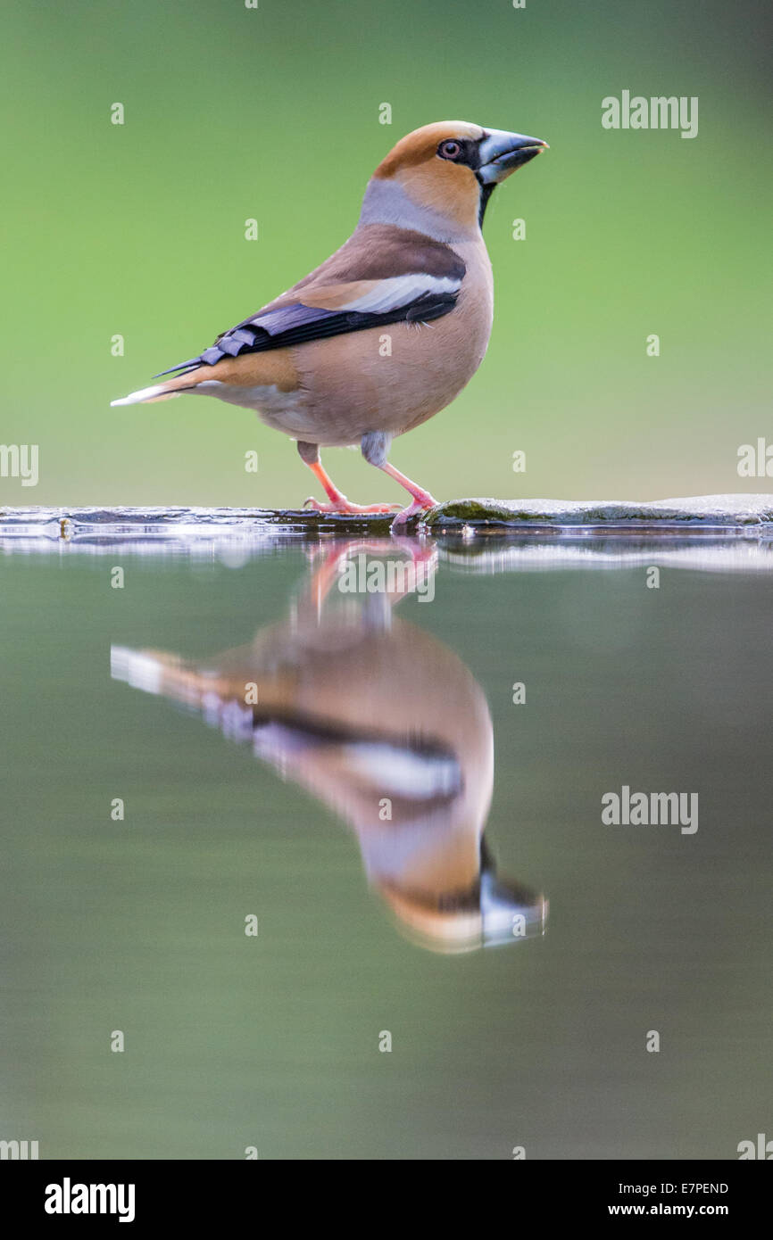 Adult Hawfinch (Coccothraustes coccothraustes) standing at the edge of a forest pool Stock Photo