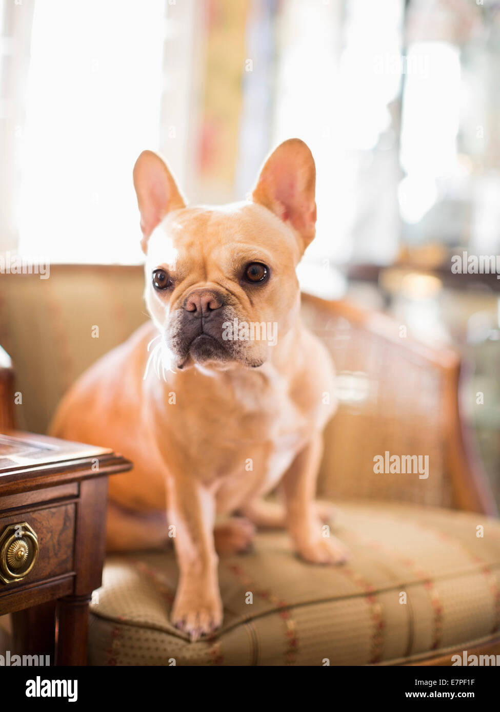 Portrait of French bulldog sitting in armchair Stock Photo