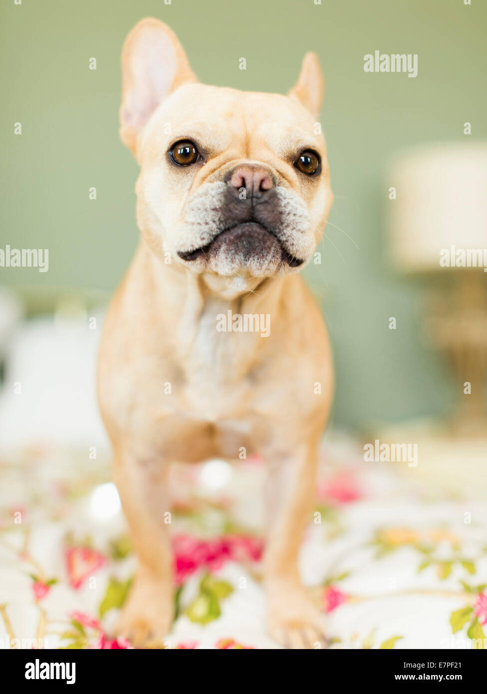 Studio shot of French bulldog on bedding Stock Photo