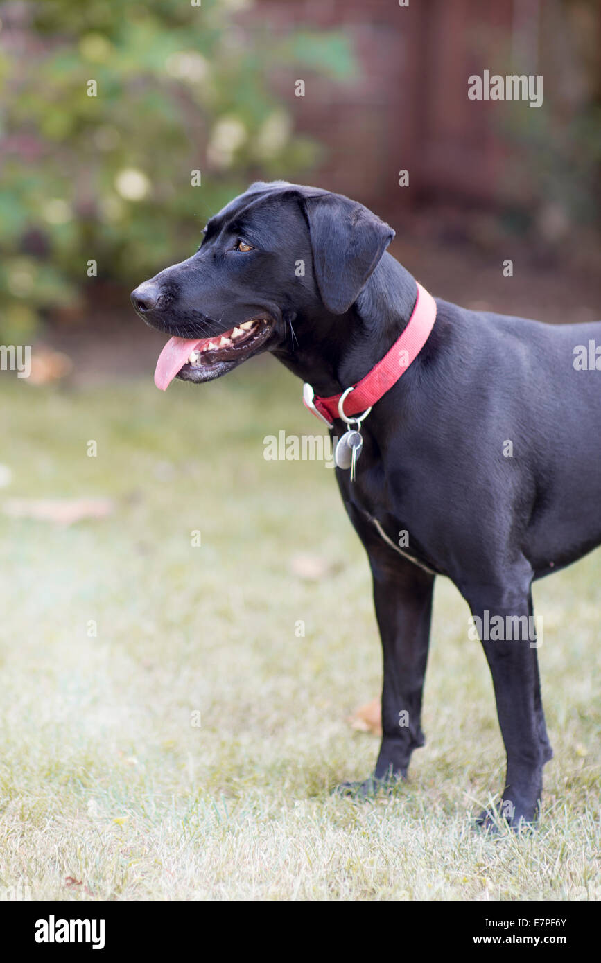 Black lab mix dog in a backyard. Stock Photo