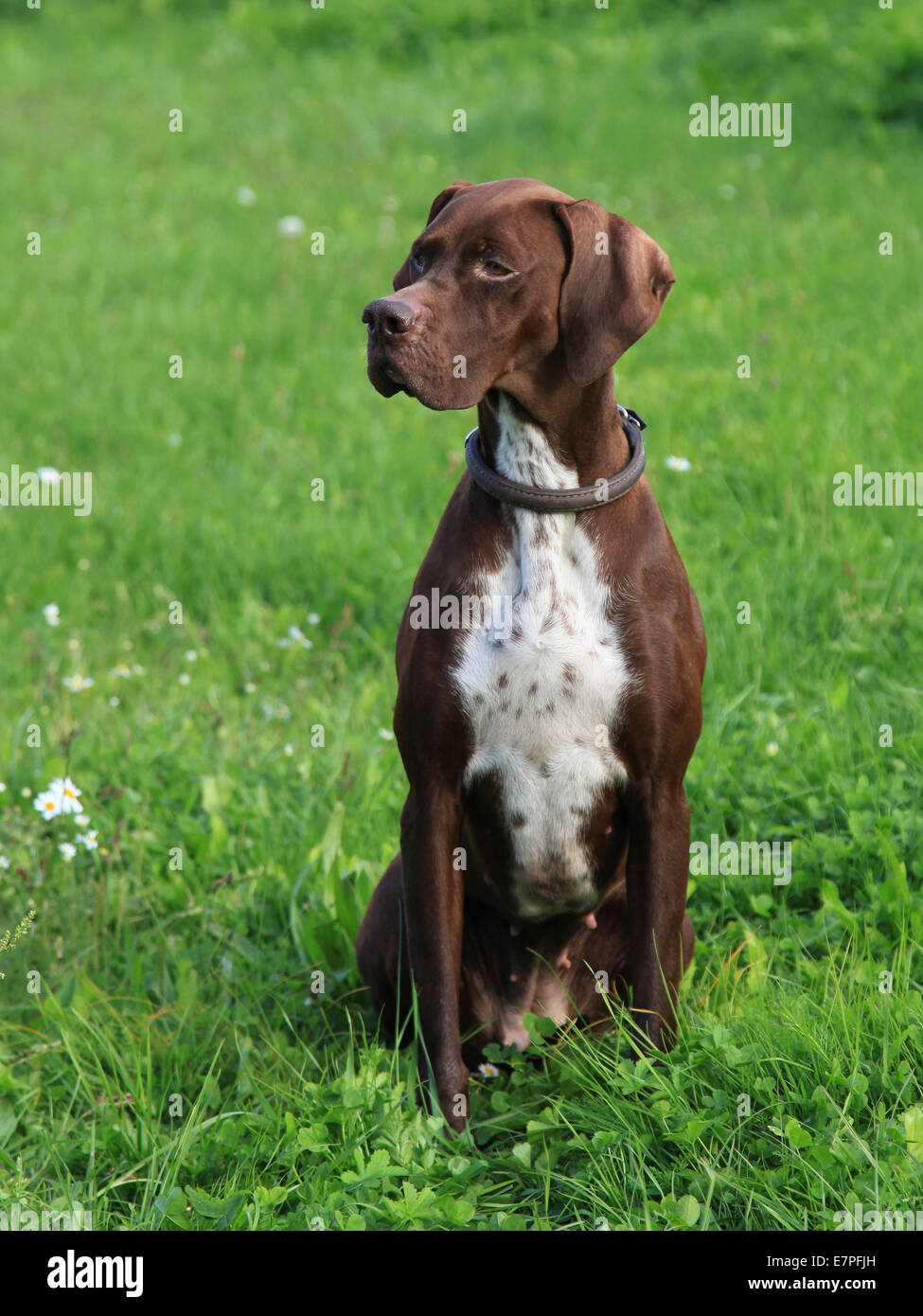 The portrait of English Pointer on the meadow Stock Photo
