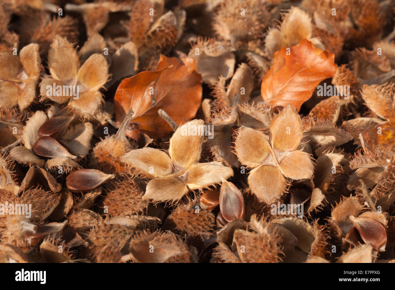 masses lots of dried ripe fallen beech tree seed pods kernels on forest