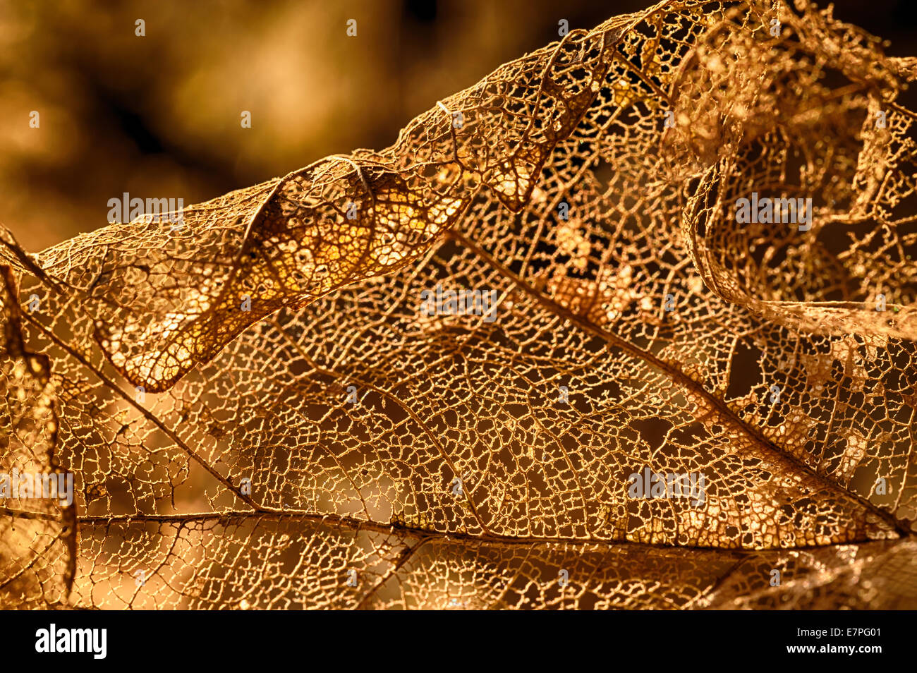 Leaf skeleton hi-res stock photography and images - Alamy