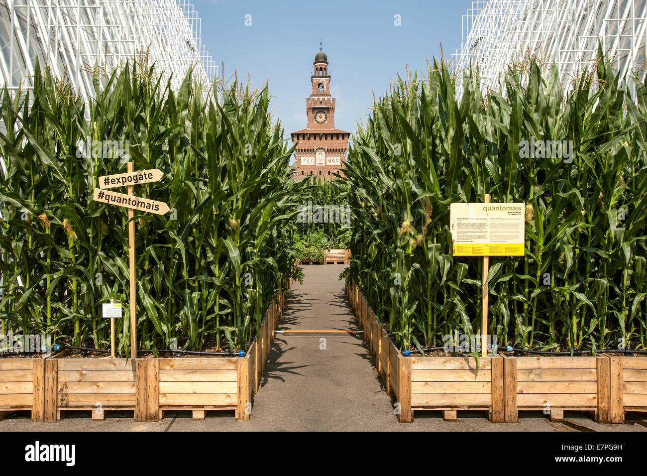 Milan, Expo 2015, EXPOGATE, Fair Universal, Sforzesco castle, city, gate, infopoint, signpost, corn flower beds, Lombardy, Italy Stock Photo