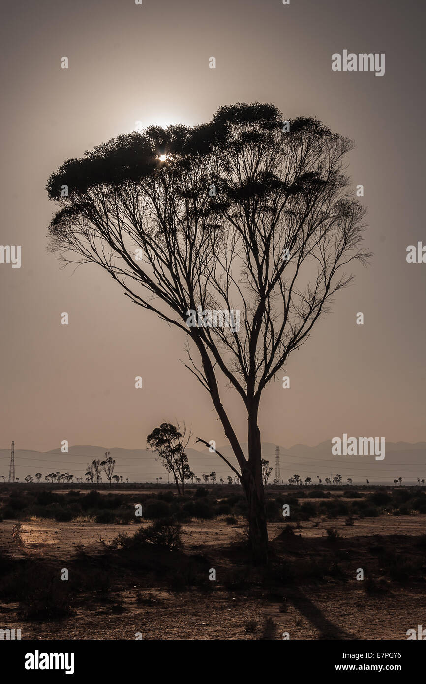 Sun into tree hi-res stock photography and images - Alamy