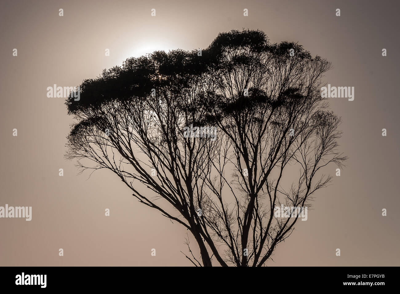 Sun into tree hi-res stock photography and images - Alamy