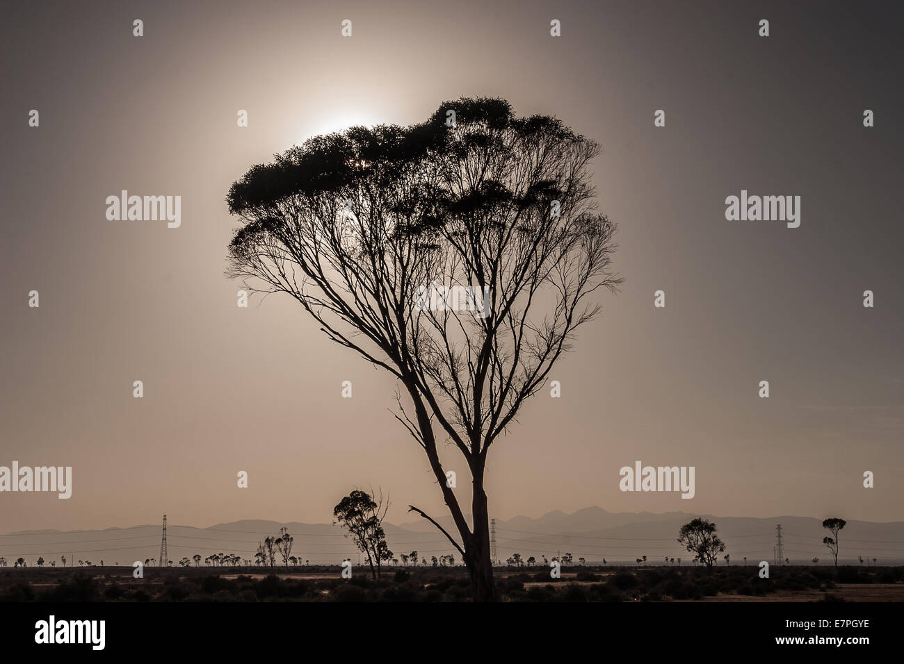 Sun into tree hi-res stock photography and images - Alamy