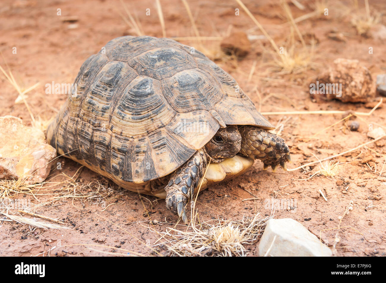 Turtle on the ground Stock Photo - Alamy