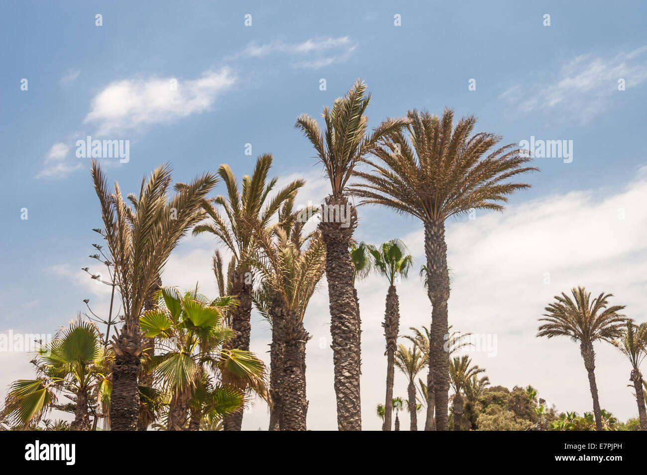 Palm trees flora nature hi-res stock photography and images - Alamy