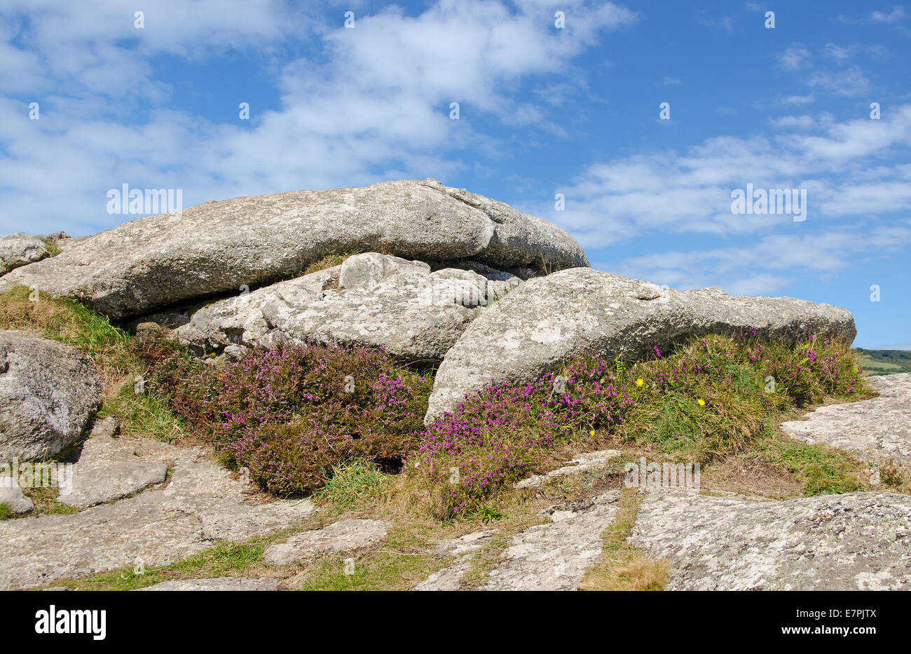 Cornish granite tor sheltering heather in bloom Stock Photo