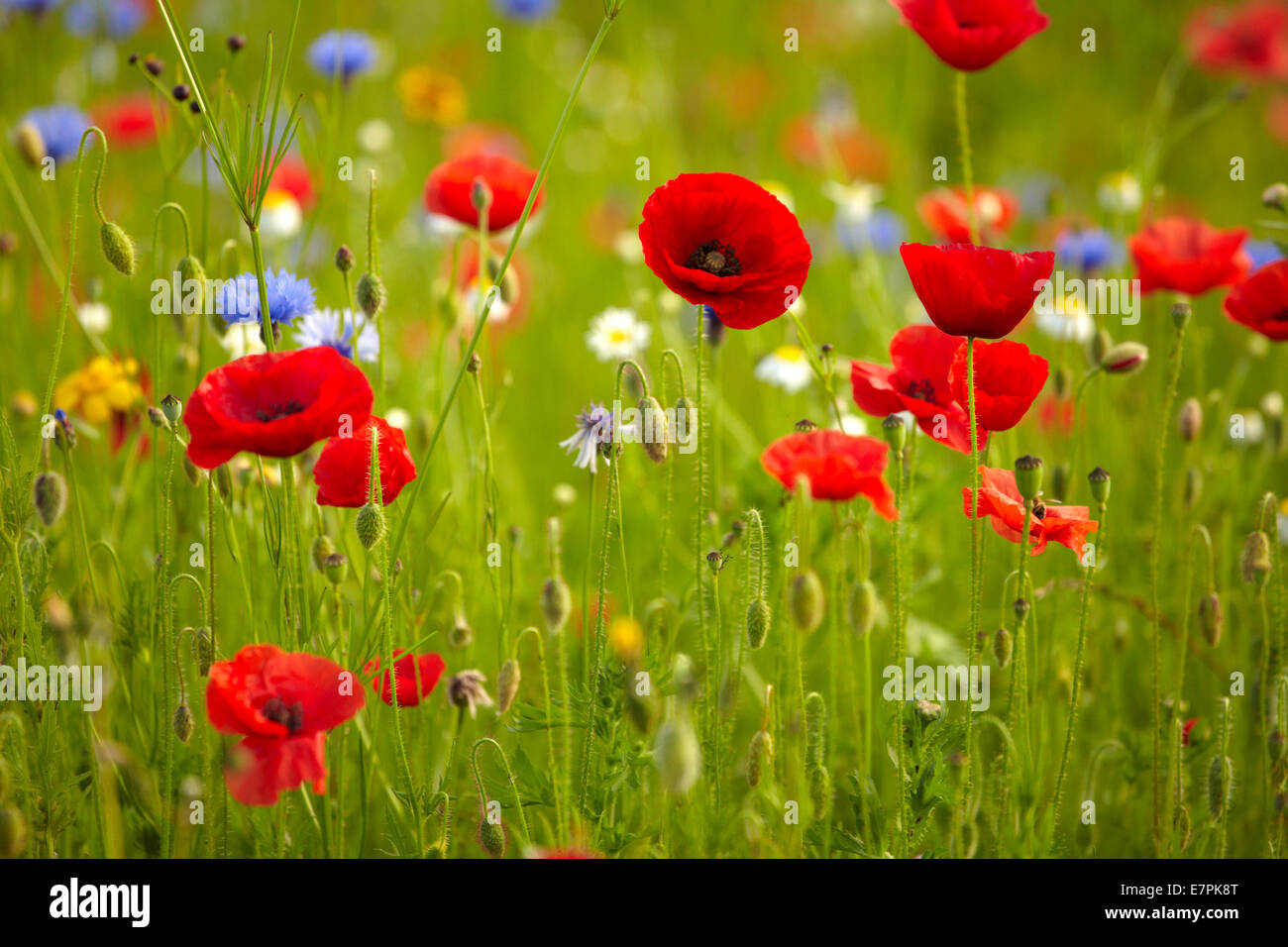 Poppies, cornflowers and other wild flowers Stock Photo Alamy