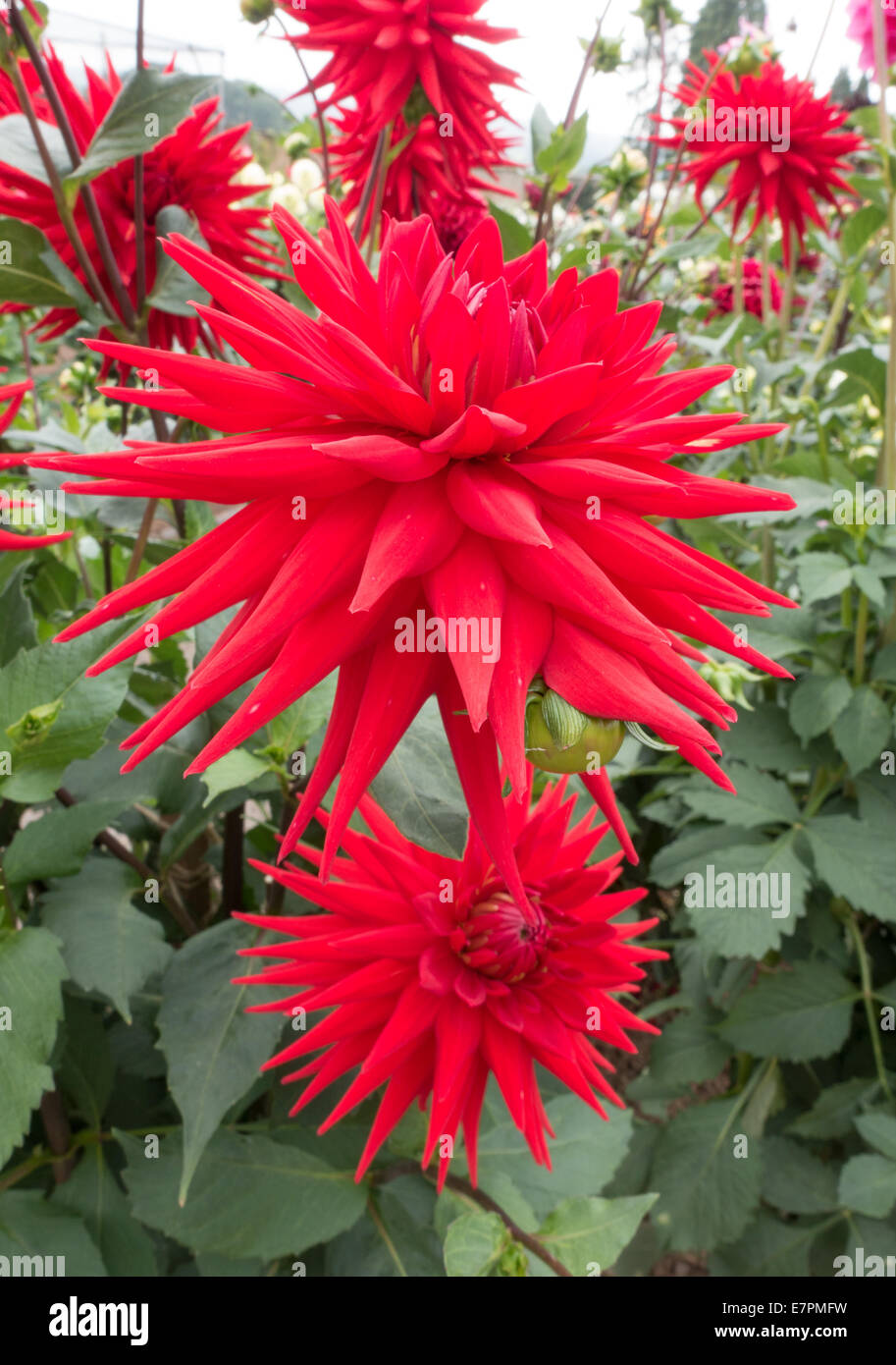 Vivid scarlet red dahlia flowers in an English country garden UK Stock Photo
