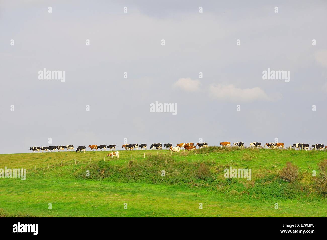 A line of cattle on distant skyline Stock Photo Alamy