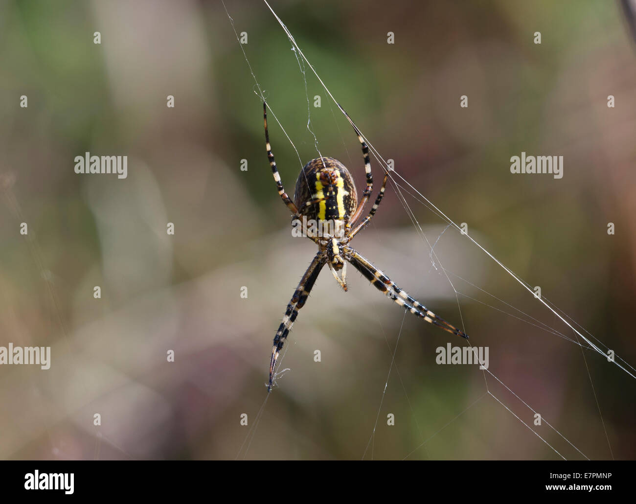 Wasp Spider (Argiope bruennichi) Stock Photo