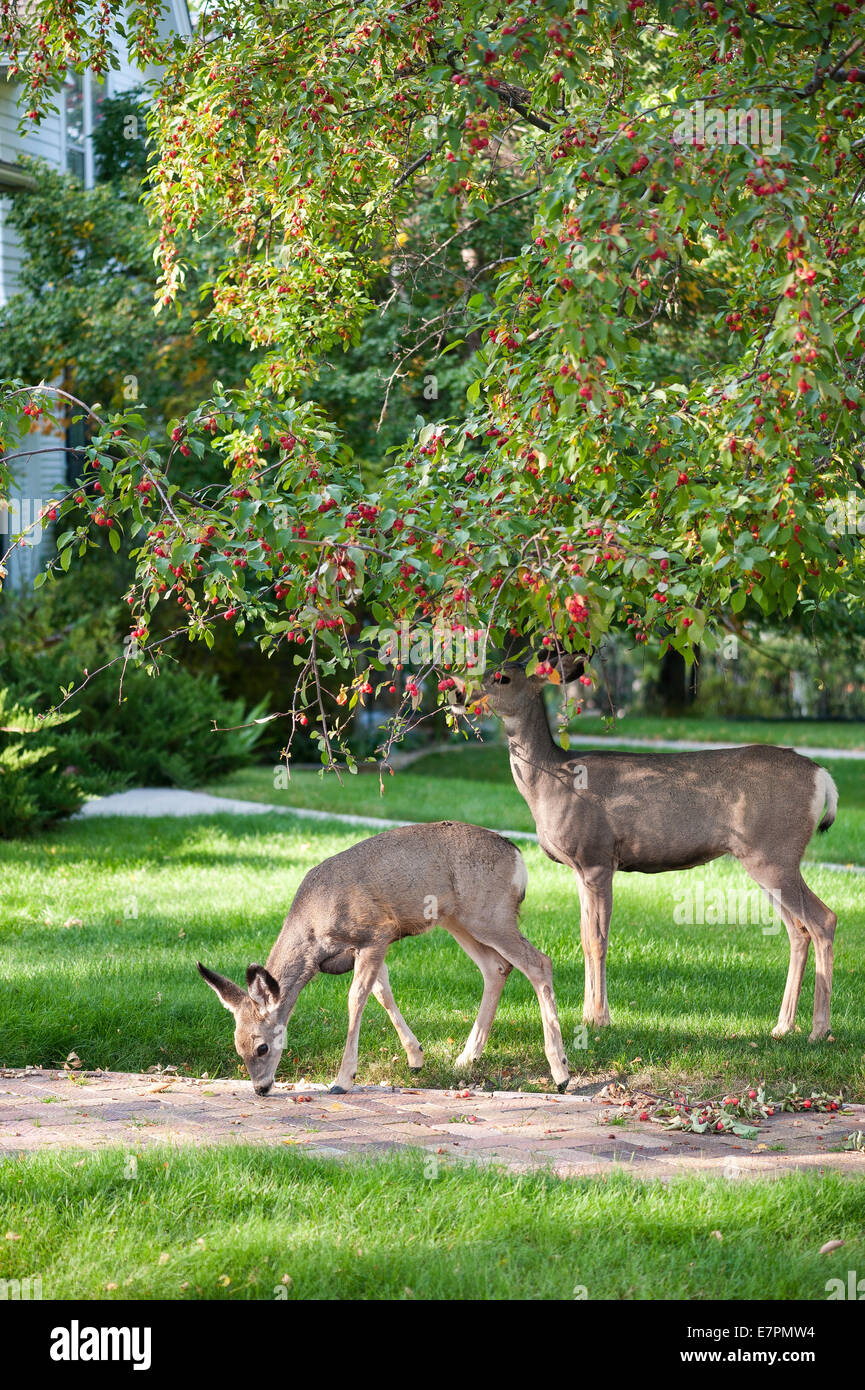 Deer graze in a residential neighborhood of Helena, Mont. Stock Photo