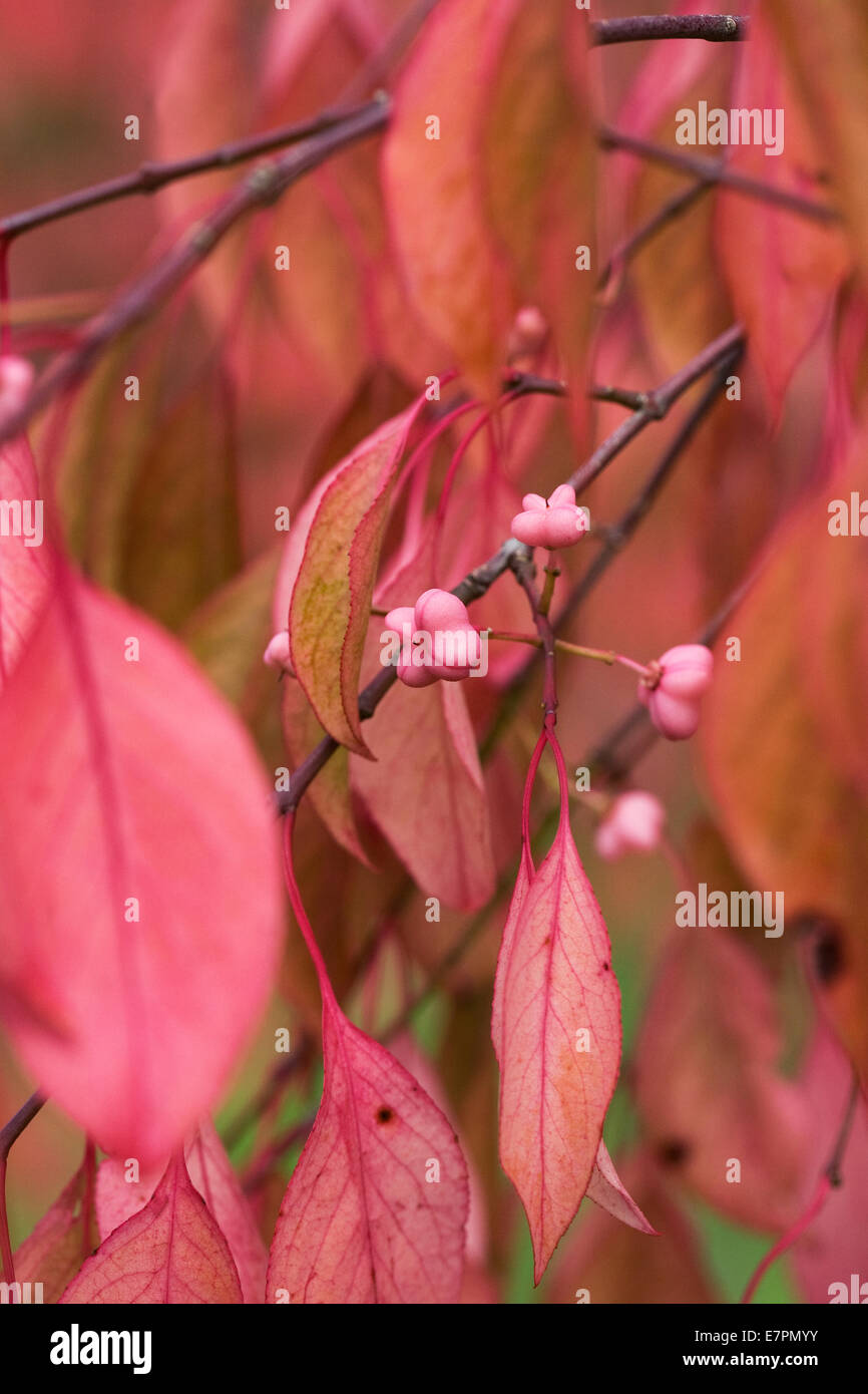 Euonymus bungeanus 'Fireflame' in Autumn. Stock Photo