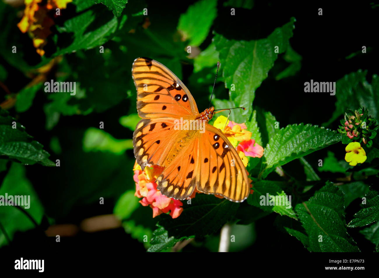 Native florida butterfly hires stock photography and images Alamy