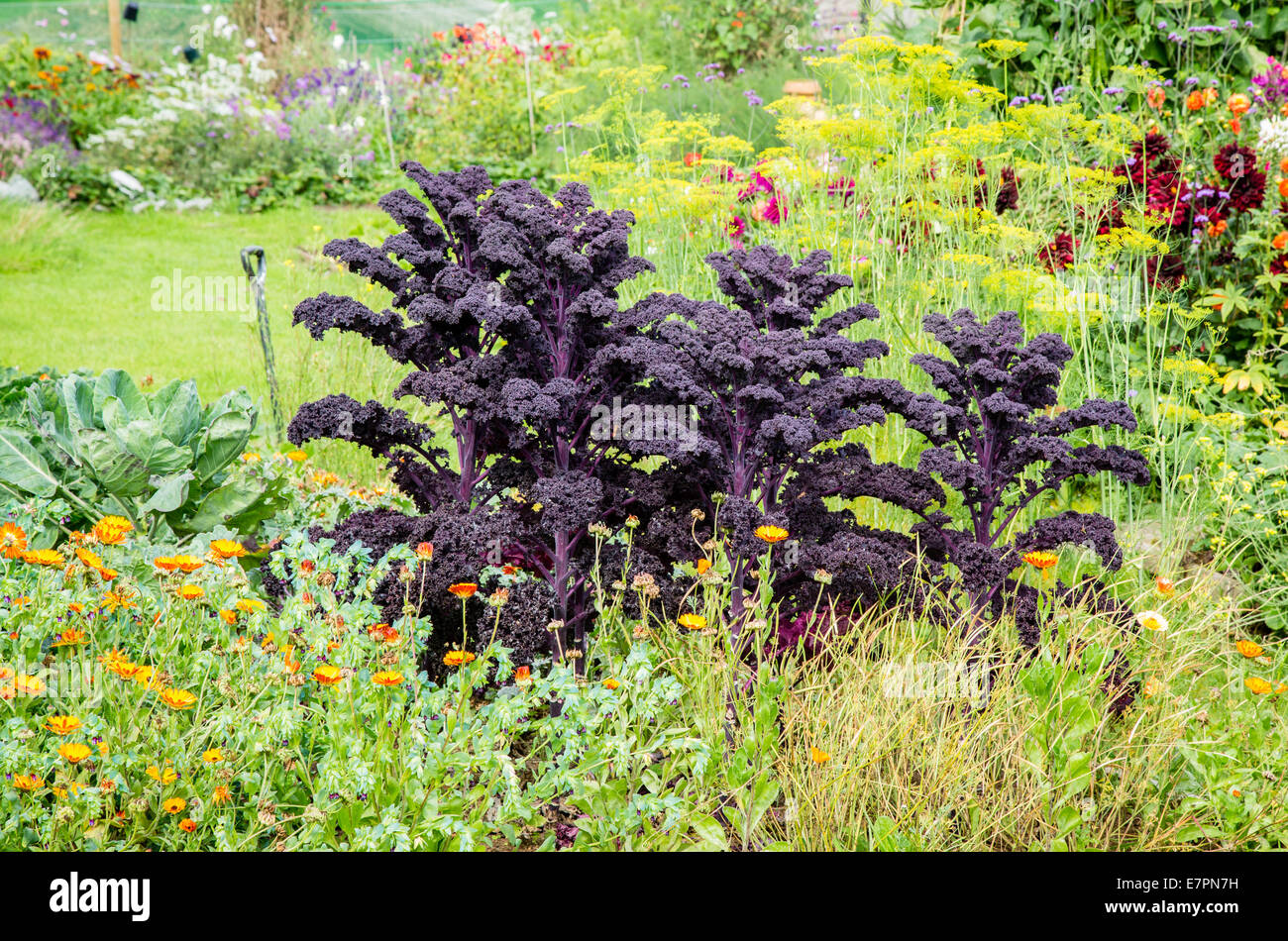 Purple kale acting as an accent planting in mixed herbaceous flower and