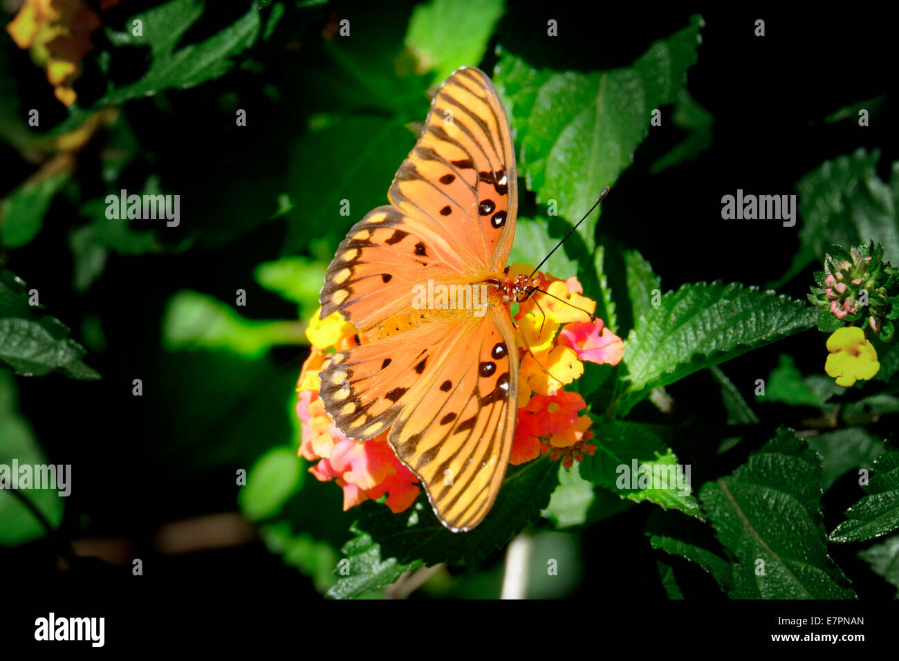 Native florida butterfly hires stock photography and images Alamy