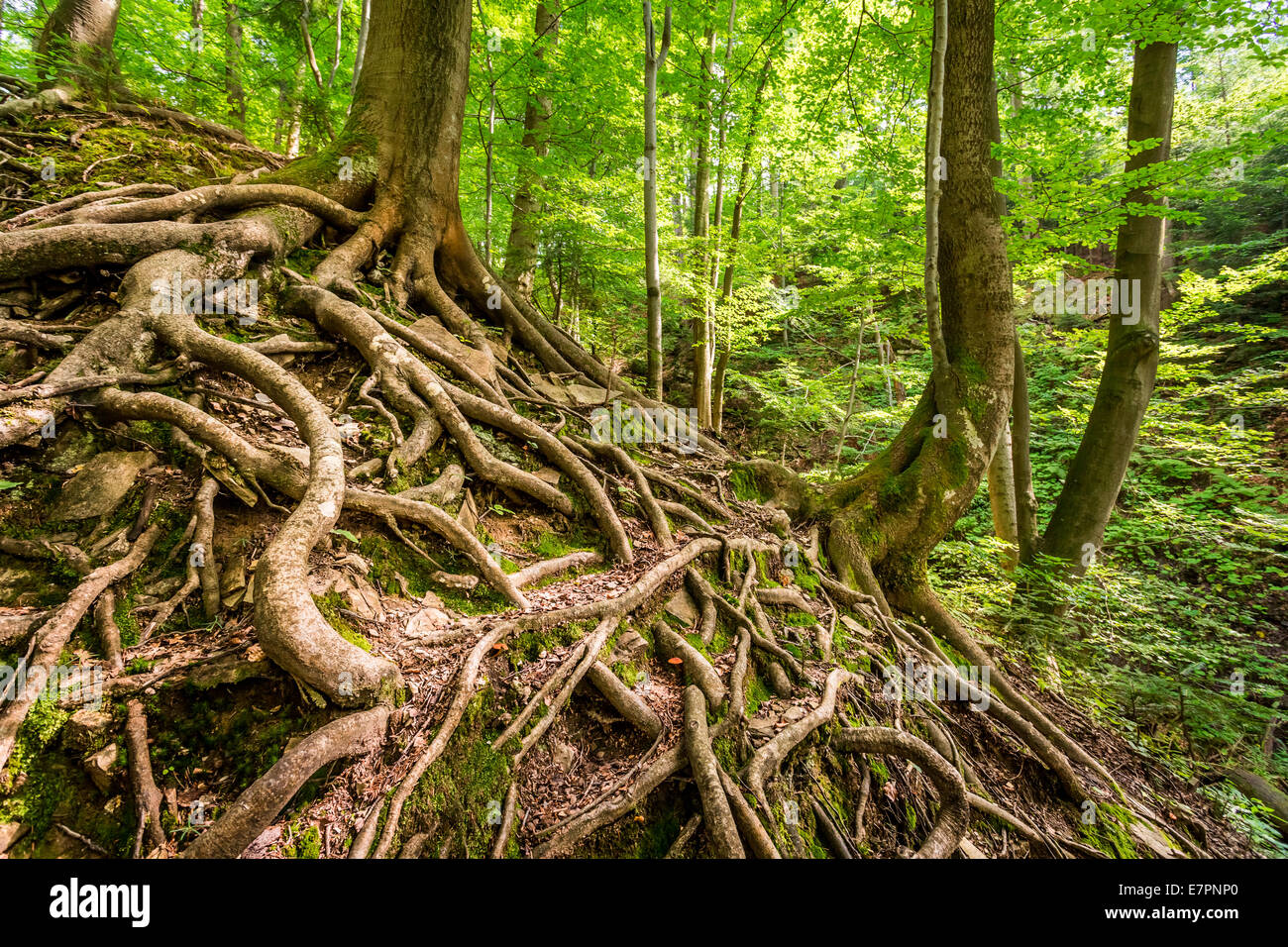 Tangled roots of trees in the forest Stock Photo