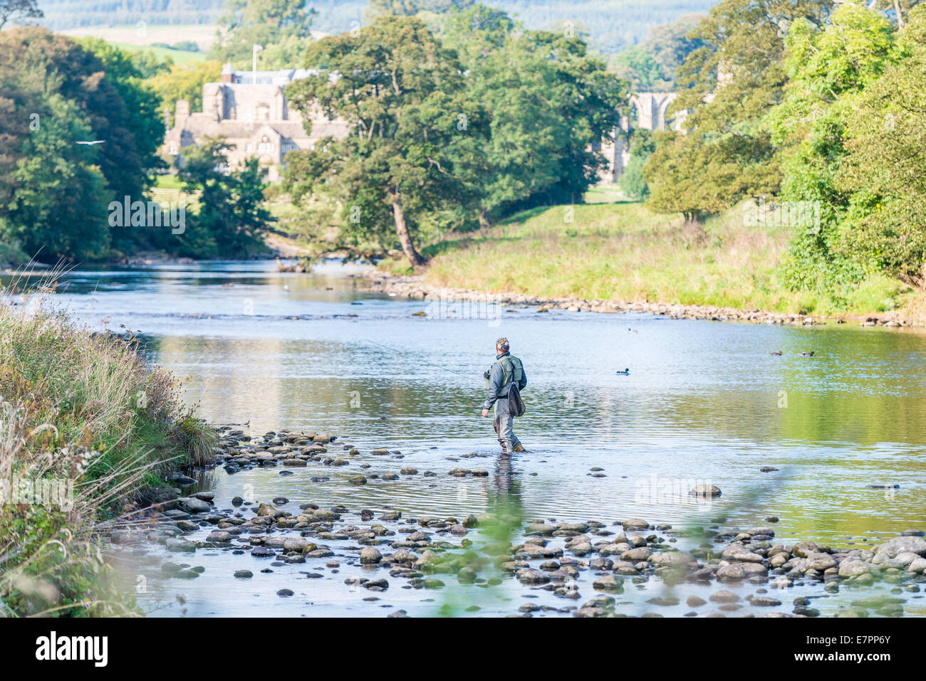 Fly fisherman angler in the River Wharfe with Bolton Abbey in the distance. Stock Photo