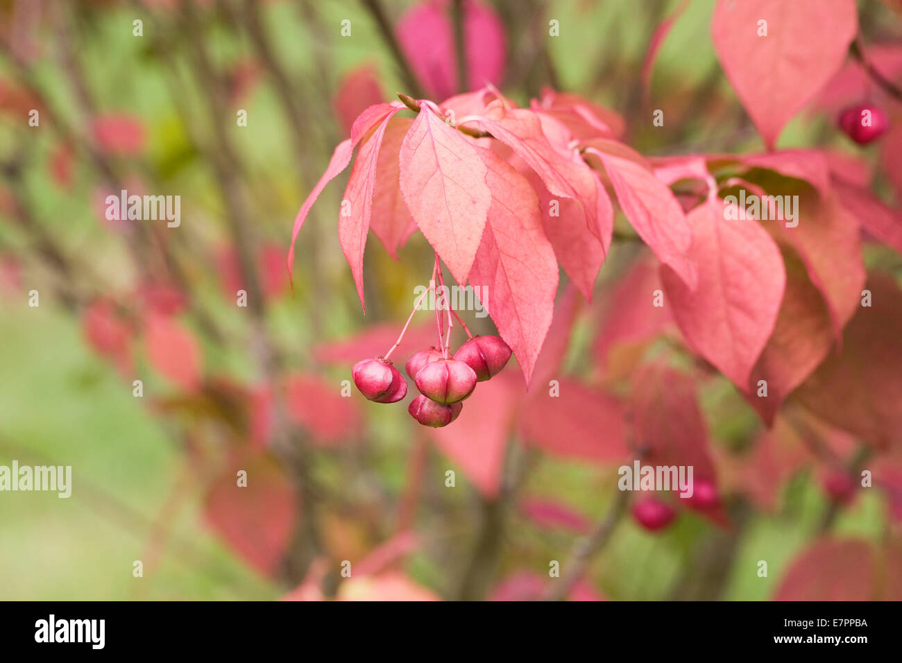 Euonymus bungeanus 'Fireflame' in Autumn. Stock Photo