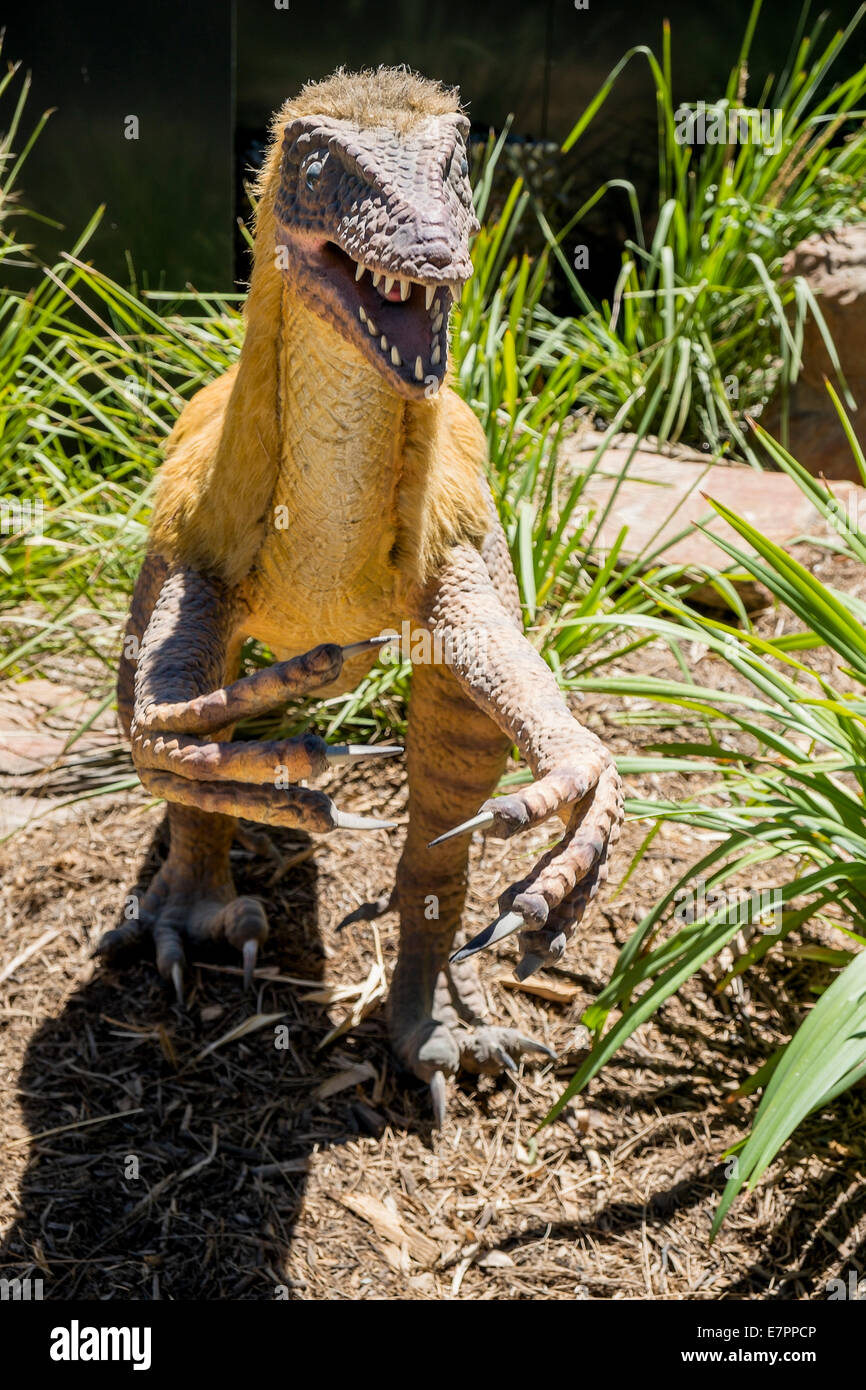 Life size Velociraptor dinosaur figures prowl the forest Stock Photo