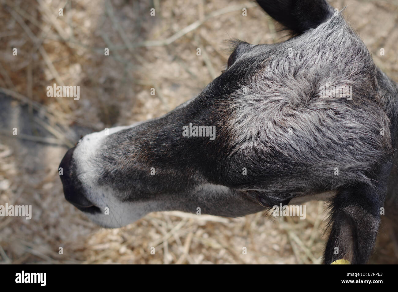 Head of brahman cattle on the farm Stock Photo