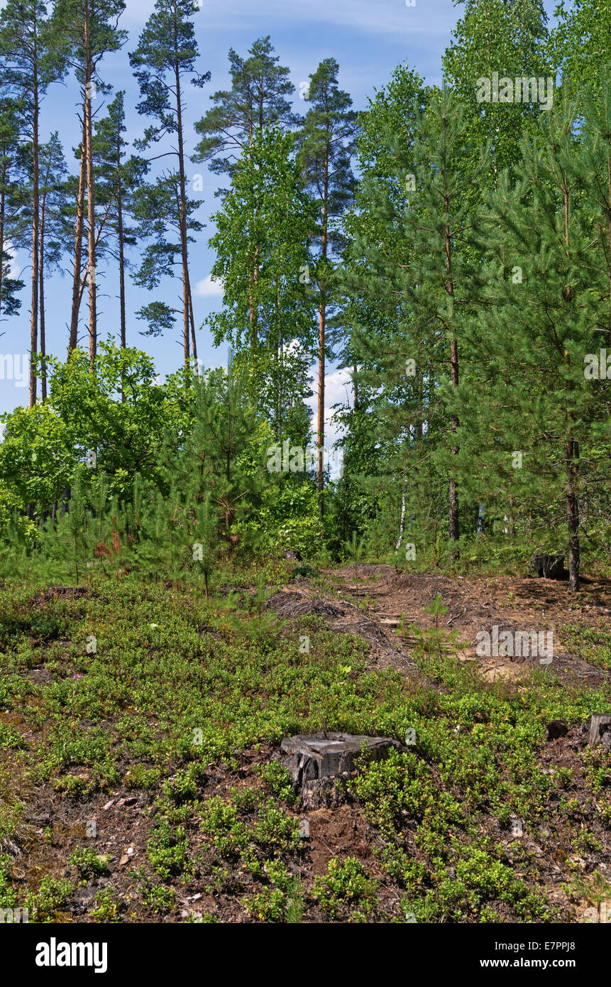 Sunny day in pine forest Stock Photo - Alamy