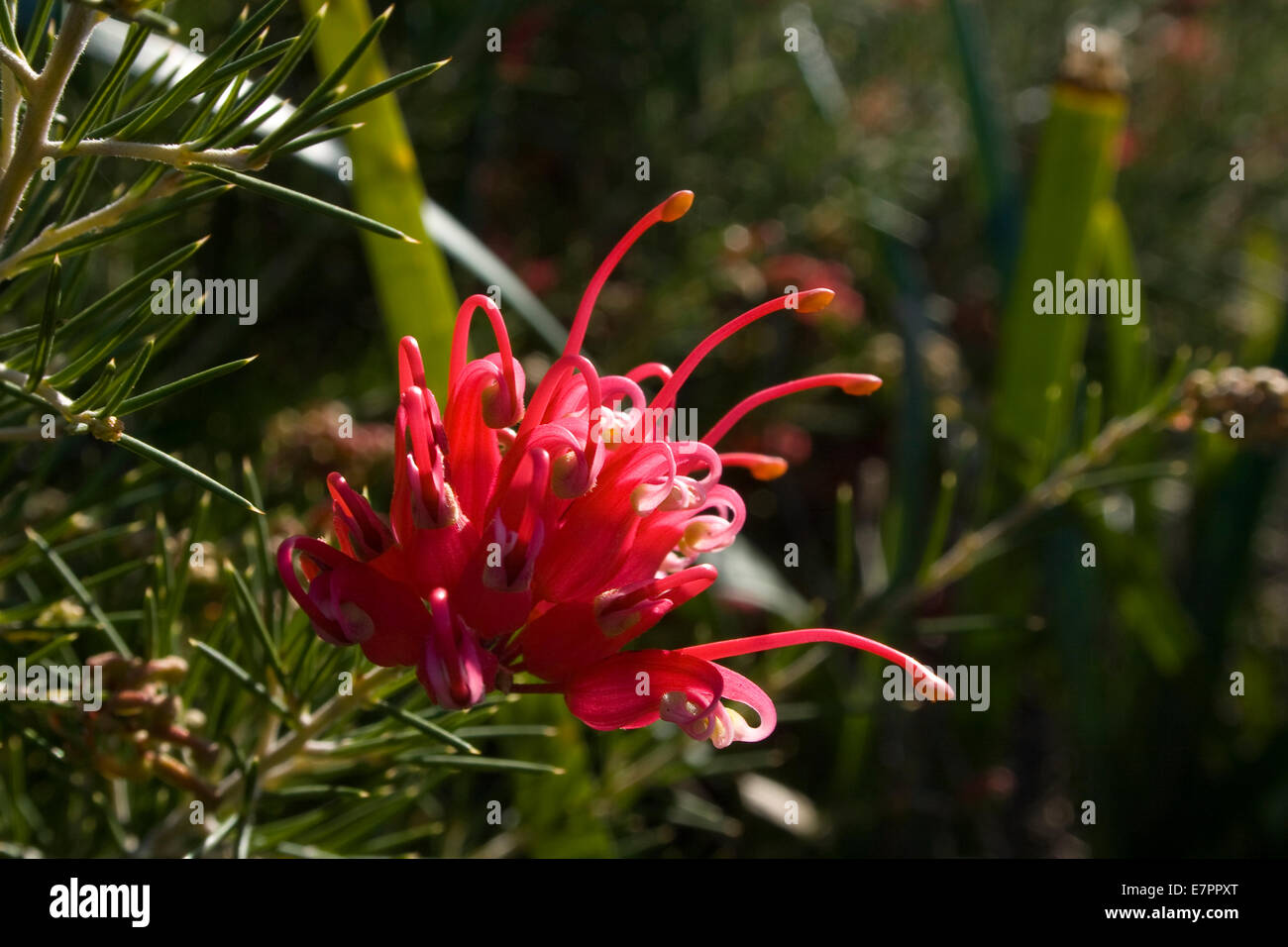Australian flower, Grevillea in a garden Stock Photo