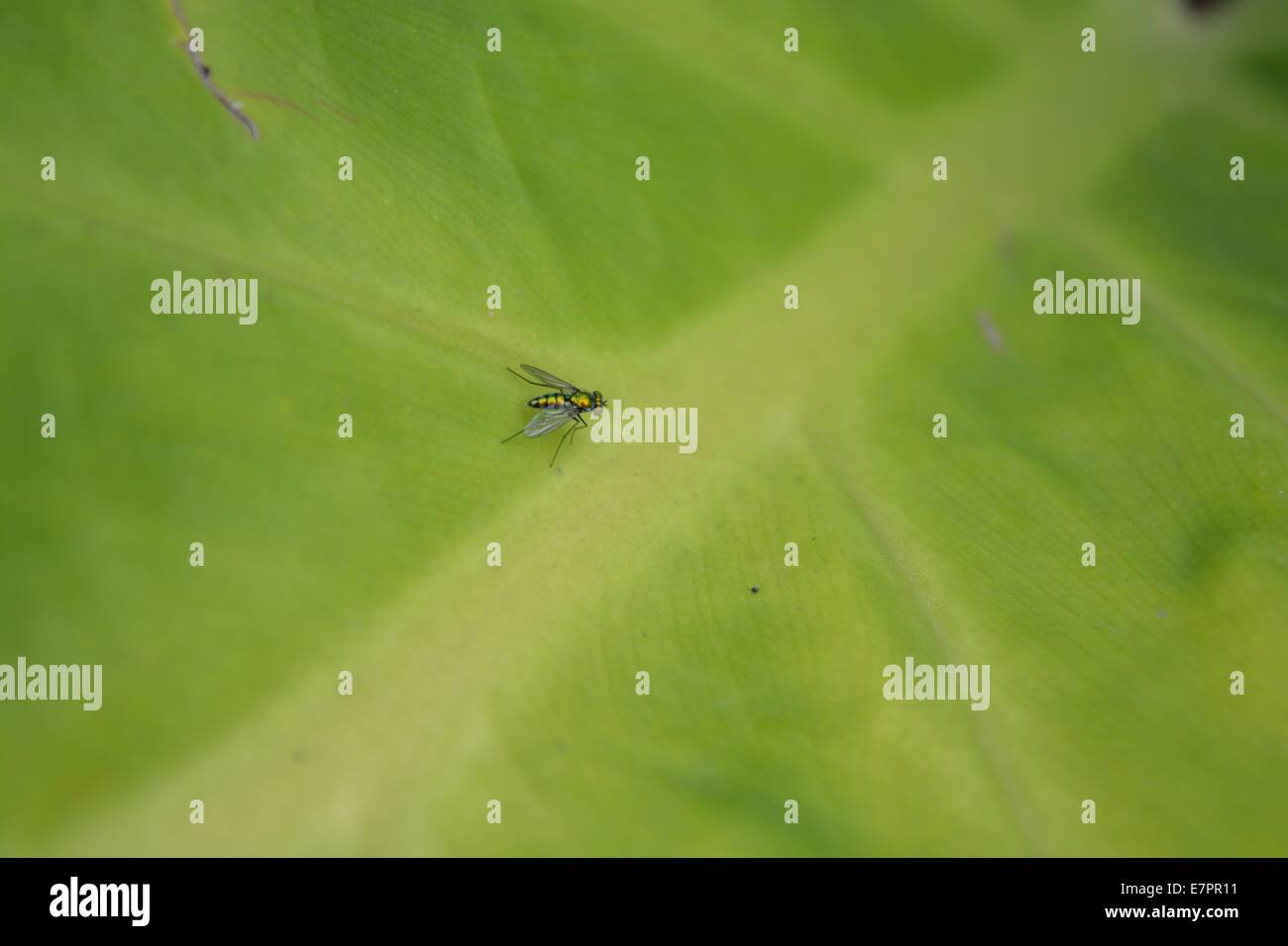 Pest insect hi-res stock photography and images - Alamy