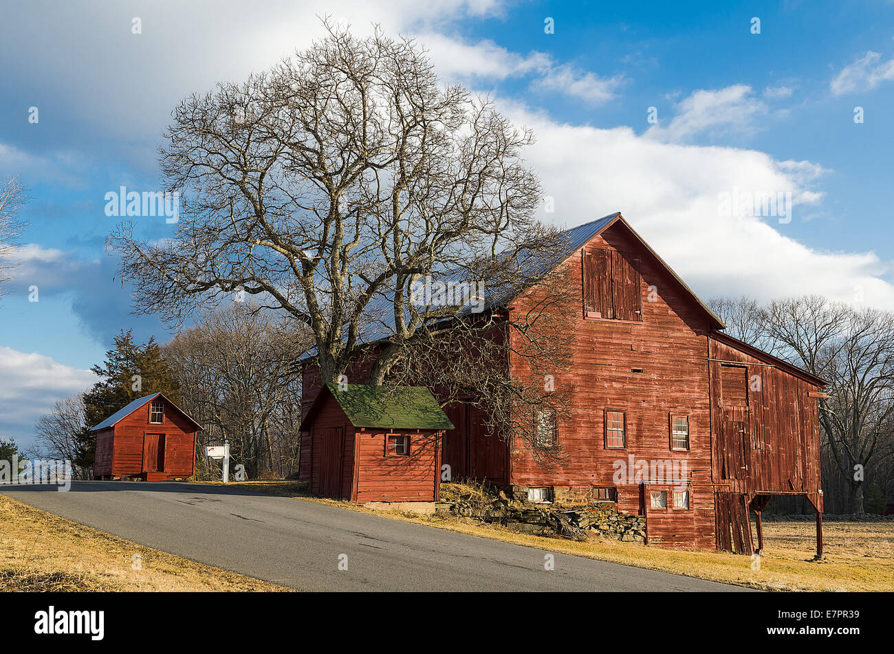 Old Red Barns and Tree on Country Road in Upstate New York Stock Photo